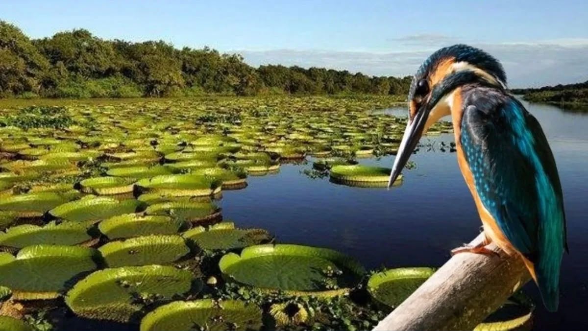 Expedición Iberá 2026
